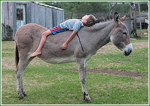 Donkey