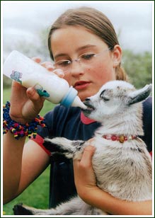 Feeding Baby Goat
