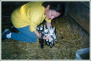 Baby Goats