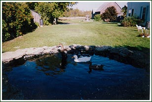 Duck Pond