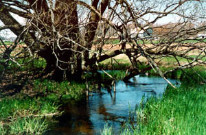 Waring's Creek photo